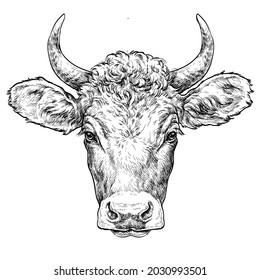 Hand drawn portrait of cute Cow. Vector illustration isolated on white