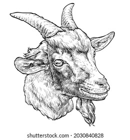 Hand drawn portrait of cute Goat . Vector illustration isolated on white