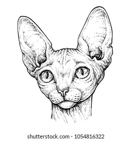 Hand drawn portrait of cute Sphinx cat. Vector illustration isolated on white