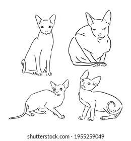 Hand drawn portrait of cute Sphinx cat. Vector illustration isolated on white