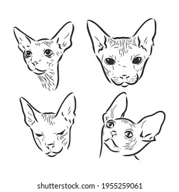 Retrato dibujado a mano de un lindo gato de Esfinge. Ilustración del vector aislada en blanco