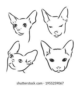 Hand drawn portrait of cute Sphinx cat. Vector illustration isolated on white