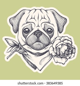 Hand drawn portrait of dog in the neck scarf and with a rose. Vector animal illustration. Pug gentleman