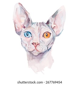 Hand drawn portrait Elegant Sphynx cat. Vector isolated elements. Fashion portrait of cat. Watercolor. Sphinx