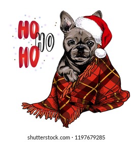 Retrato hecho a mano de perro de bulldog francés con sombrero de santa y manta de yeso. Afiche navideño vectorial. Tarjeta de felicitación de Navidad. Celebración de la temporada de invierno. Retrato de mascotas de año nuevo.