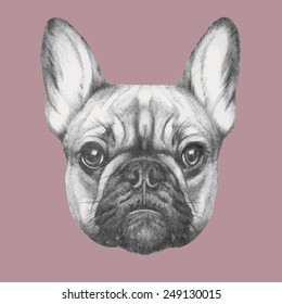 Hand drawn portrait of French Bulldog. Vector