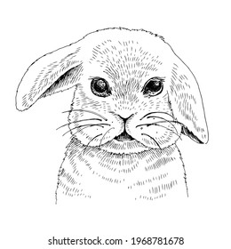 Hand drawn portrait of funny baby rabbit.