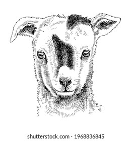 Hand drawn portrait of funny Goat baby