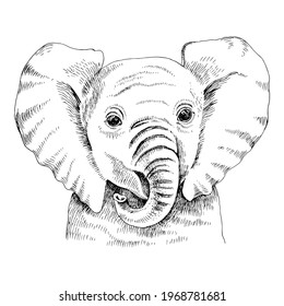 Hand drawn portrait of funny indian elephant baby