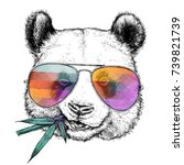 Hand drawn portrait of Funny Panda in glasses with bamboo branch. Vector illustration isolated on white