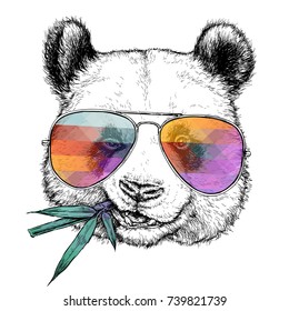 Hand drawn portrait of Funny Panda in glasses with bamboo branch. Vector illustration isolated on white