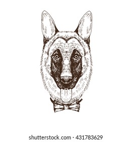 Hand drawn portrait of German shepherd dog, isolated on white, vector illustration