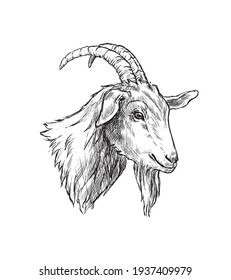 Hand Drawn Portrait of Goat in Retro Sketch Style. Vector Illustration Isolated on White Background.