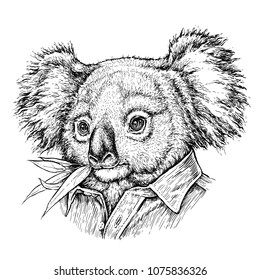 Hand drawn portrait of Koala bear. Vector illustration isolated on white