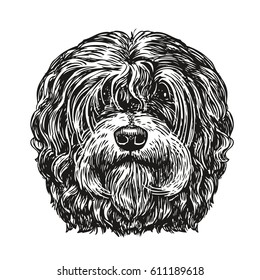 Hand drawn portrait lapdog. Dog, pet, animal sketch. Vintage vector illustration