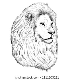 Hand Drawn Portrait Lion Blackandwhite Sketch Stock Vector (Royalty ...