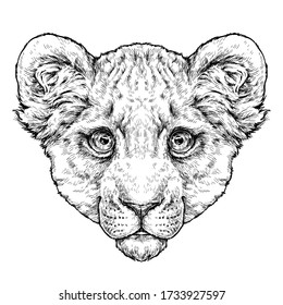 Hand drawn portrait of lion cub / lionet. Vector illustration isolated on white