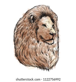 Hand drawn portrait of lion. Imitation of watercolor. Vector illustration
