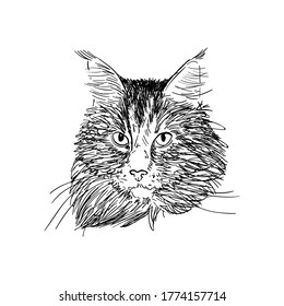 Hand drawn portrait of maine coon cat in sketch style. Vector black illustration isolated on white