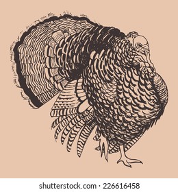 Hand Drawn Portrait Of A Male Turkey Made In Vector.