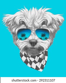 Hand drawn portrait of Maltese Poodle with mirror sunglasses and scarf. Vector isolated elements.