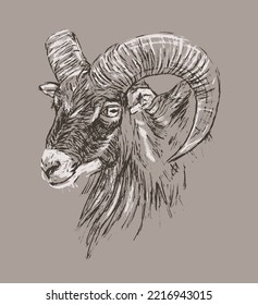 Hand drawn portrait of a mountain sheep with horns. Vintage style