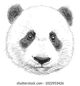 Hand drawn portrait of Panda. Black and white vector doodles isolated on white background. Sketch for tattoo, poster, print or t-shirt. Relaxing coloring book for adult and older children.