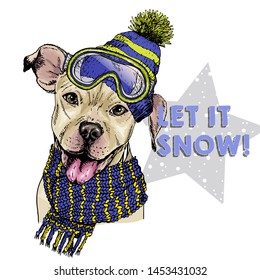 Hand drawn portrait of pit bull terrier dog wearing hat, goggles and scarf. Vector Christmas illustration. Colored puppy. Xmas, New Year. Greeting card, party flyer, invitation banner. Winter holiday