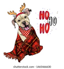 Hand drawn portrait of pit bull teriier dog wearing deer horn hat and plaid blanket. Vector Christmas poster. Xmas greeting card. Winter seasonal celebration. Colored new year pet portrait