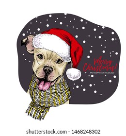 Hand drawn portrait of pit bull terrier dog wearing Santa hat and knitted scarf. Vector Christmas poster. Xmas greeting card. Winter seasonal celebration. Colored new year pet portrait