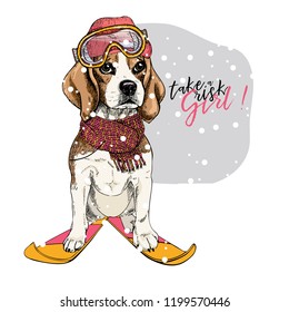 Hand drawn portrait of skiing beagle dog wearing hat, goggles and scarf. Vector Christmas illustration. Colored puppy. Xmas, New Year. Greeting card, party flyer, invitation banner. Winter holiday.