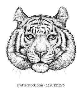 Hand drawn portrait of Tiger. Vector illustration isolated on white
