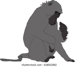 hand drawn portrait of a wild  baboon - colored vector Illustration isolated on white background