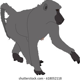 hand drawn portrait of a wild  baboon - colored vector Illustration isolated on white background