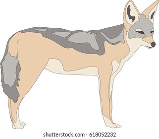 hand drawn portrait of a wild black backed jackal - colored vector Illustration isolated on white background