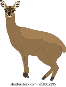 hand drawn portrait of a wild klipspringer antelope - colored vector Illustration isolated on white background