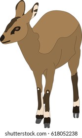 hand drawn portrait of a wild klipspringer antelope - colored vector Illustration isolated on white background