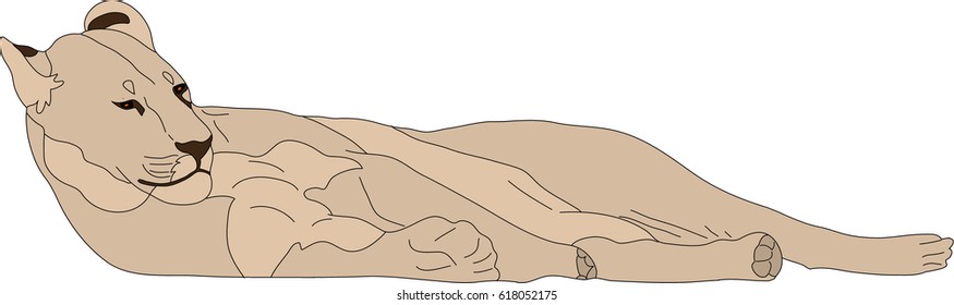 hand drawn portrait of a wild lion - colored vector Illustration isolated on white background