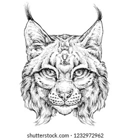 Hand drawn portrait of wild Lynx . Vector illustration isolated on white