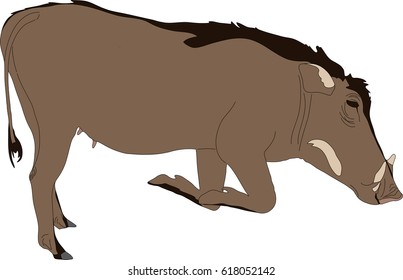 hand drawn portrait of a wild  warthog - colored vector Illustration isolated on white background