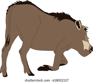 hand drawn portrait of a wild  warthog - colored vector Illustration isolated on white background