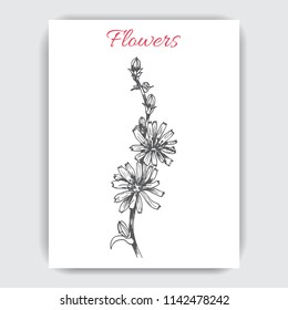 Hand drawn postcard with cornflower.