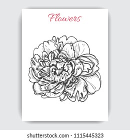 Hand drawn postcard with peonies