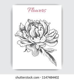 Hand drawn postcard with peonies.