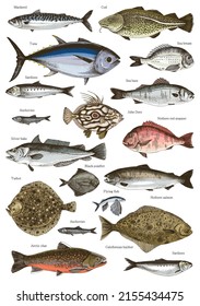 Hand drawn poster with different type of fishes