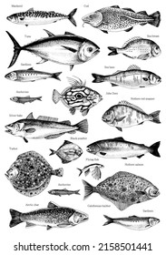 Hand drawn poster with different type of fishes