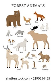 Afiche dibujado a mano con animales del bosque: oso, ciervo, alce, mapache, lobo, ardilla, lince, búho. Ilustración infantil con animales de bosque para el diseño de viveros, prendas de vestir e impresiones