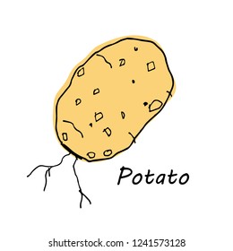 Hand drawn Potato isolated on white background. vector illustration.