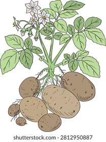 Hand drawn potato plant vector. Raw brown potatoes with roots, stems, foliage and blossoms, organic farm harvest design element isolated.