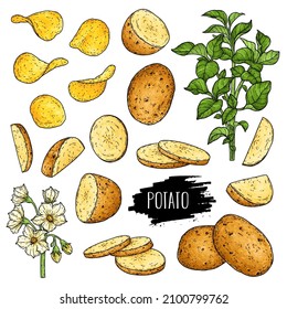 Hand Drawn Potato Set. Organic Plant Drawing With Unpeeled Whole Potato,slices, Halves, Chips, Flower And Branch With Label. Botanical Sketch Illustration